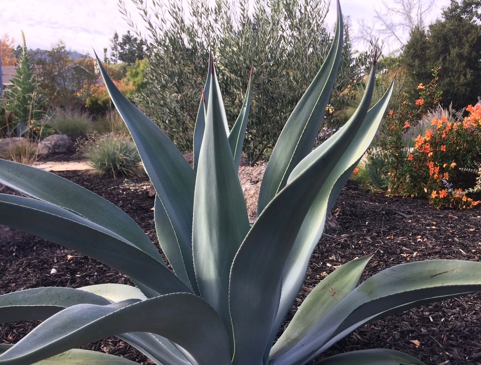 Santa Rosa Front Garden by Rosmarin Landscape Design - Photo 6