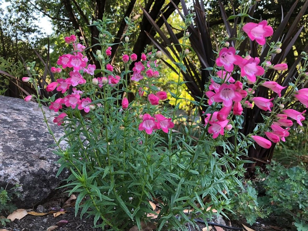 Waterfall Hillside Garden, Sonoma County by Rosmarin Landscape Design - Photo 6