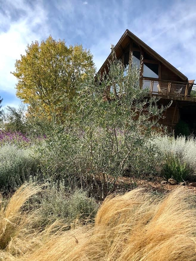 Taylor Mountain Garden by Rosmarin Landscape Design - Photo 6