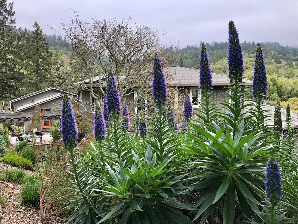 Sonoma County Impressionist Garden by Rosmarin Landscape Design - Photo 6