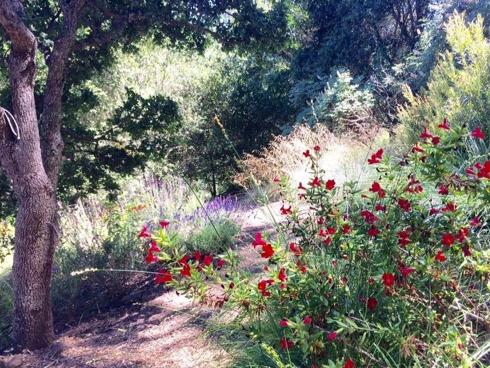 Sonoma County Impressionist Garden by Rosmarin Landscape Design - Photo 30