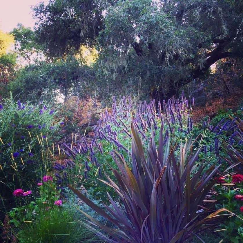 Sonoma County Impressionist Garden by Rosmarin Landscape Design - Photo 8