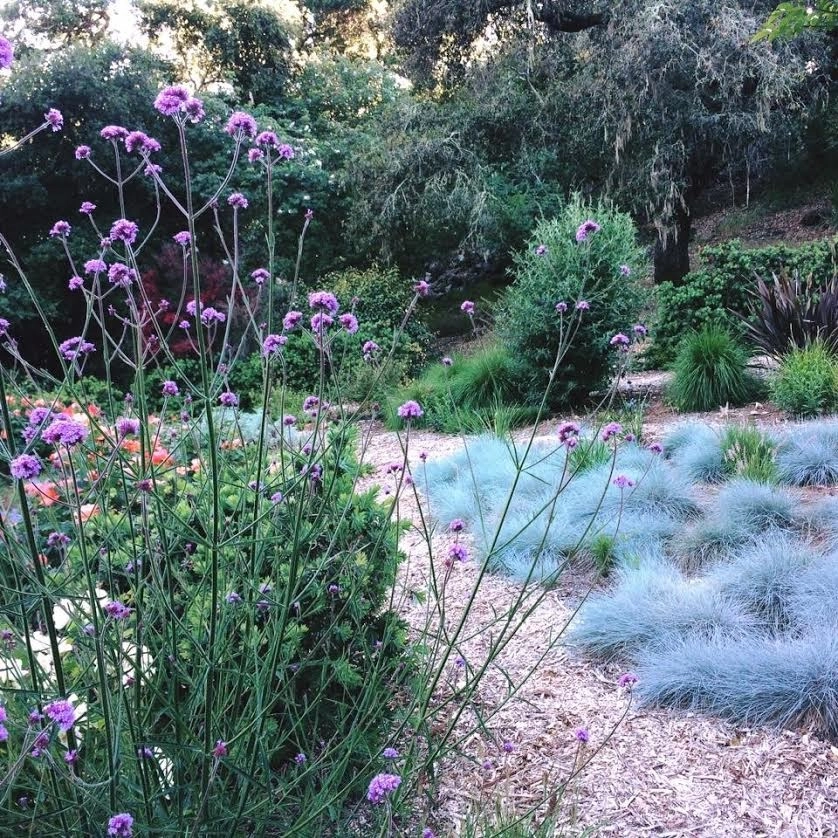Sonoma County Impressionist Garden by Rosmarin Landscape Design - Photo 15