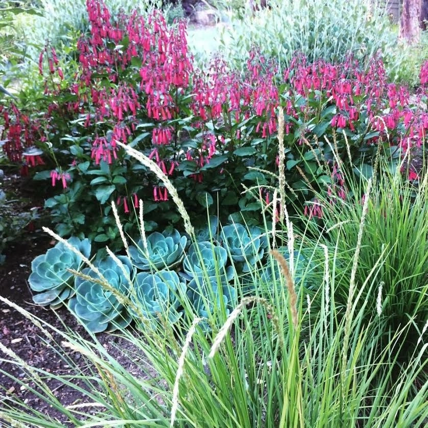 Sonoma County Impressionist Garden by Rosmarin Landscape Design - Photo 21