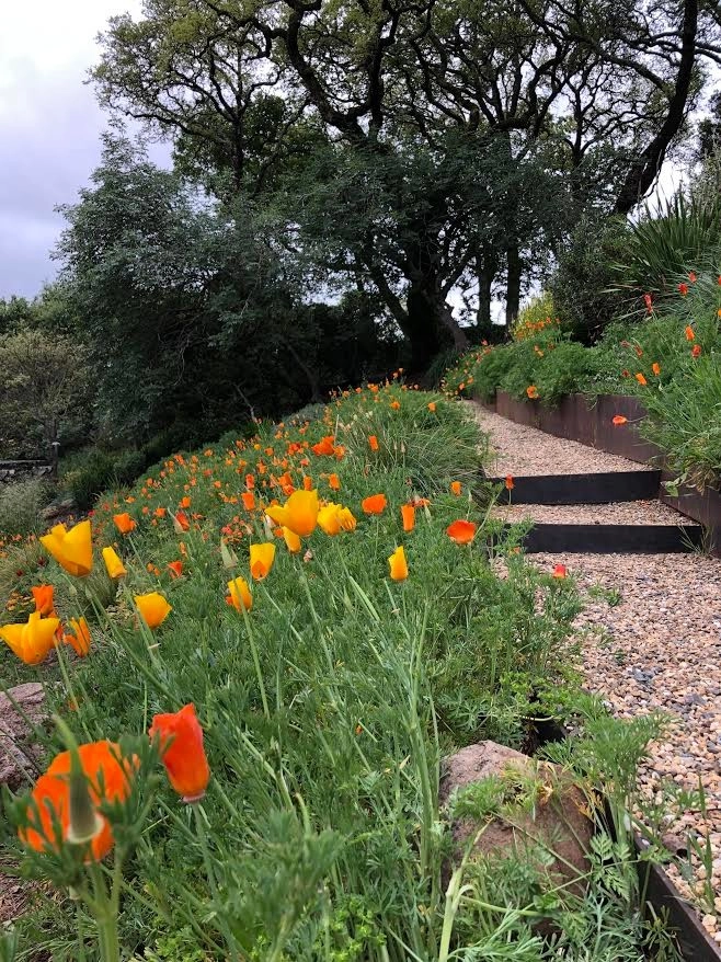 Sonoma County Impressionist Garden by Rosmarin Landscape Design - Photo 2