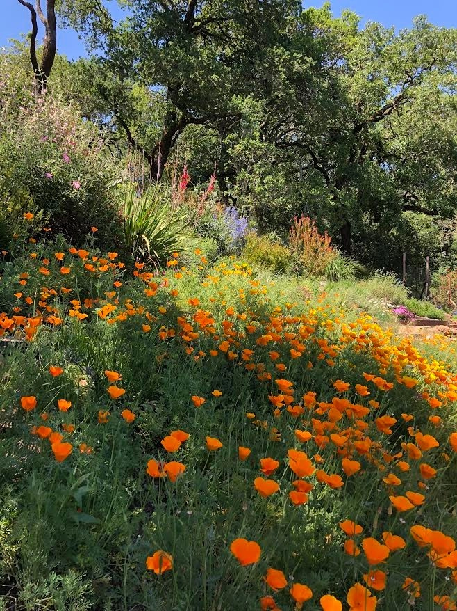 Sonoma County Impressionist Garden by Rosmarin Landscape Design - Photo 13