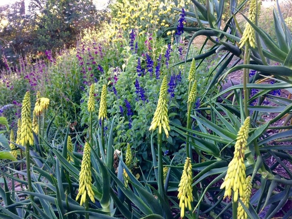 Sonoma County Impressionist Garden by Rosmarin Landscape Design - Photo 12