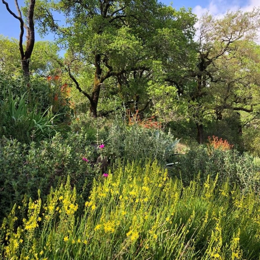 Sonoma County Impressionist Garden by Rosmarin Landscape Design - Photo 44