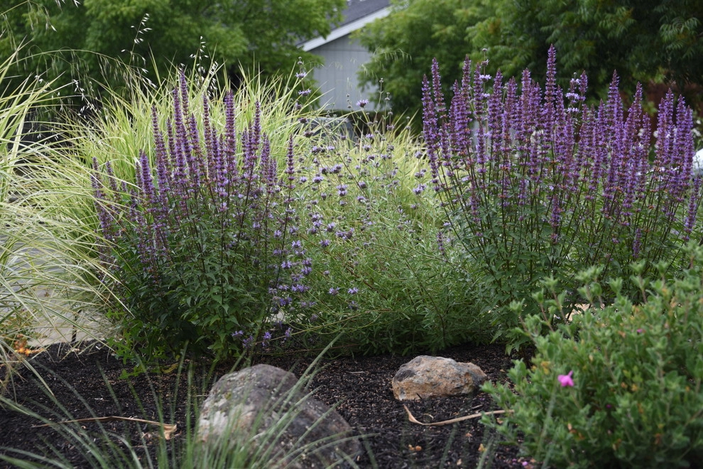 Santa Rosa Front Garden by Rosmarin Landscape Design - Photo 4