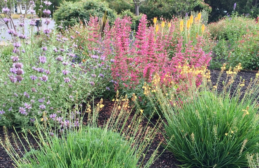 Santa Rosa Front Garden by Rosmarin Landscape Design - Photo 8