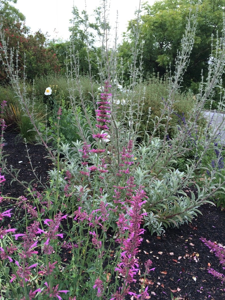 Santa Rosa Front Garden by Rosmarin Landscape Design - Photo 10