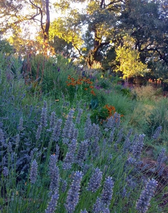 Sonoma County Impressionist Garden by Rosmarin Landscape Design - Photo 7