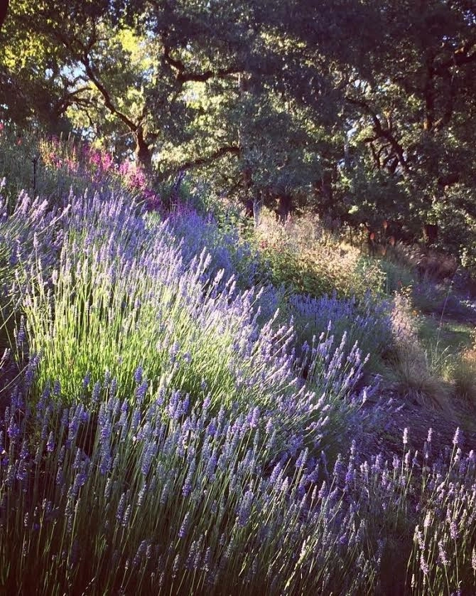 Sonoma County Impressionist Garden by Rosmarin Landscape Design - Photo 3