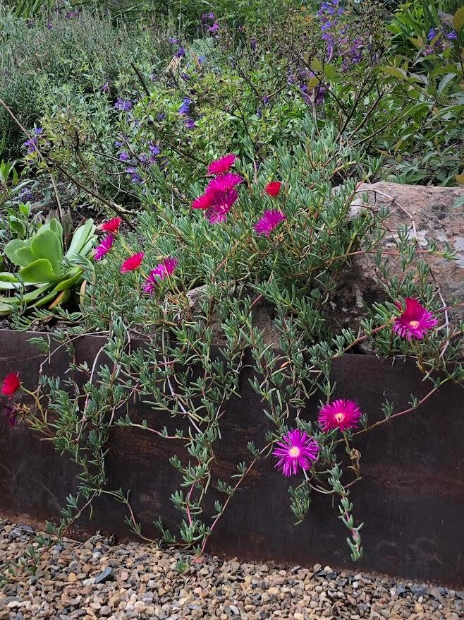 Sonoma County Impressionist Garden by Rosmarin Landscape Design - Photo 27