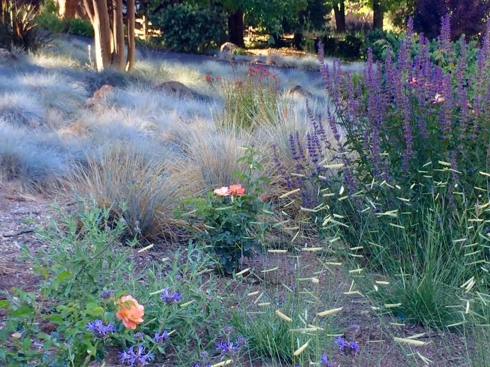 Sonoma County Impressionist Garden by Rosmarin Landscape Design - Photo 29