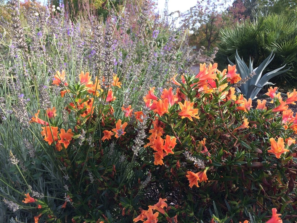 Rosmarin Landscape Design - Photo 3