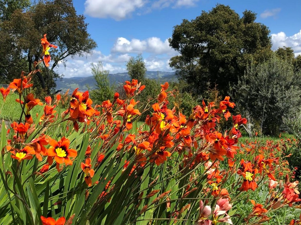 Taylor Mountain Garden by Rosmarin Landscape Design - Photo 9