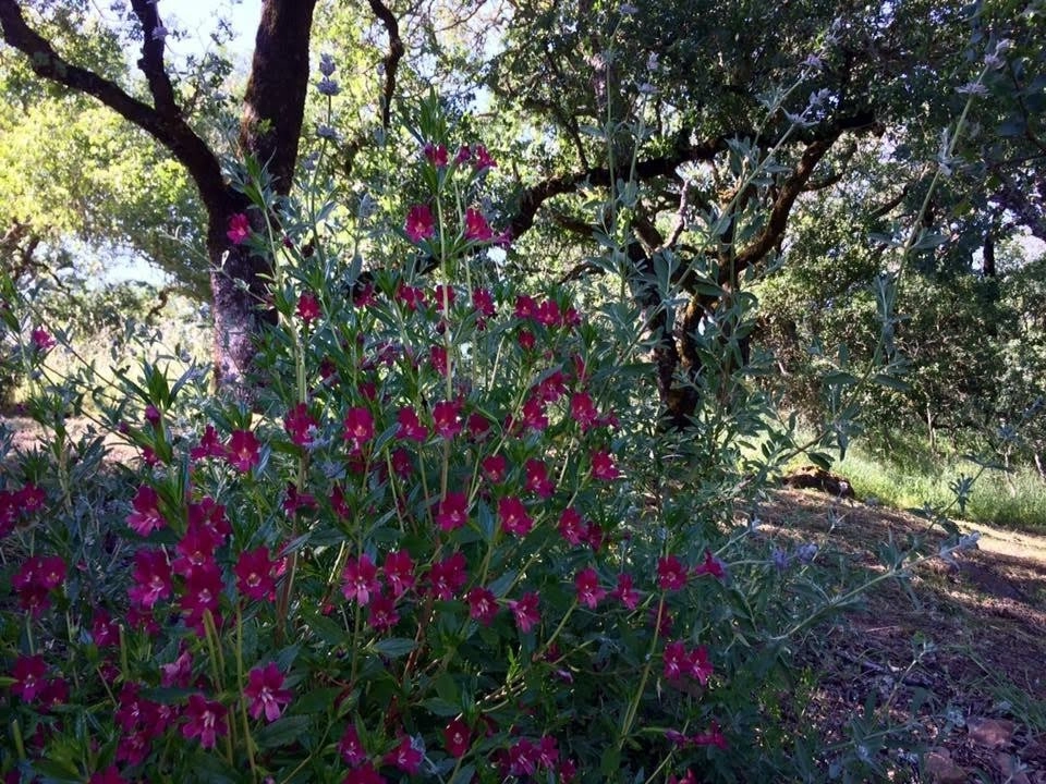 Sonoma County Impressionist Garden by Rosmarin Landscape Design - Photo 42