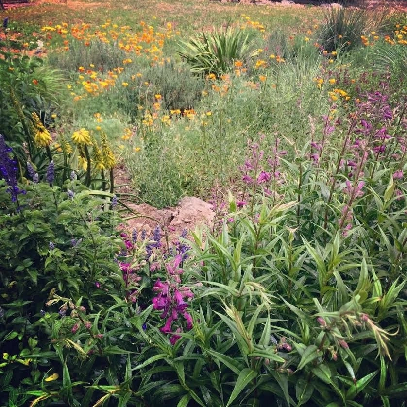 Sonoma County Impressionist Garden by Rosmarin Landscape Design - Photo 41