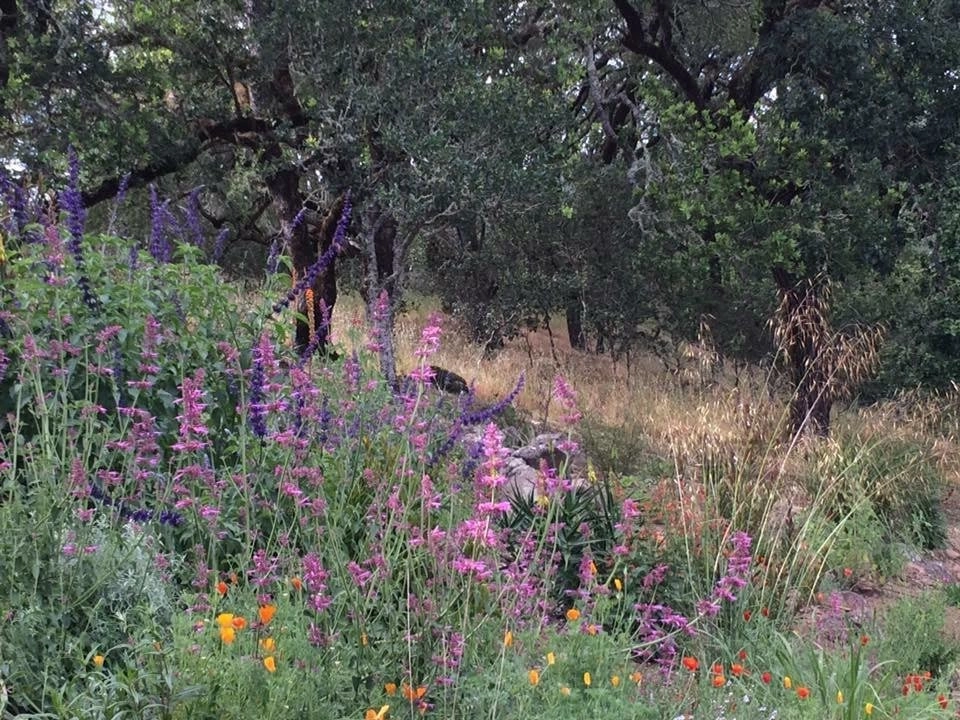 Sonoma County Impressionist Garden by Rosmarin Landscape Design - Photo 39