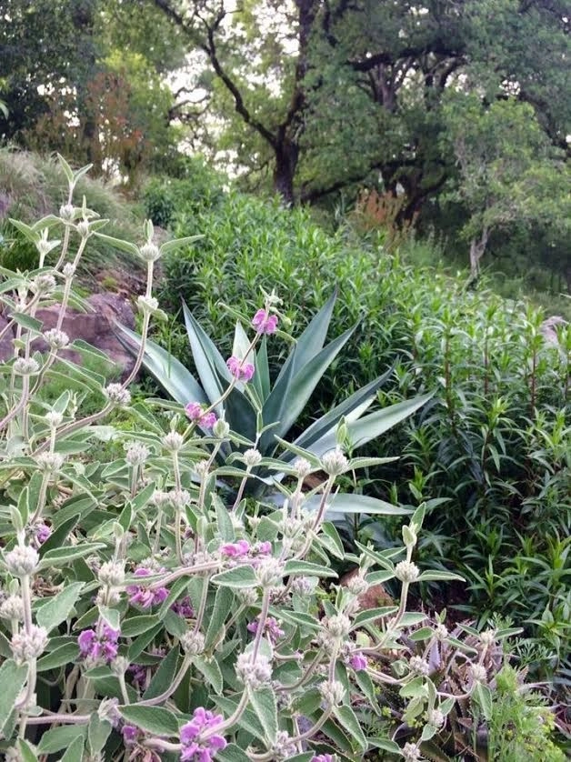 Sonoma County Impressionist Garden by Rosmarin Landscape Design - Photo 25
