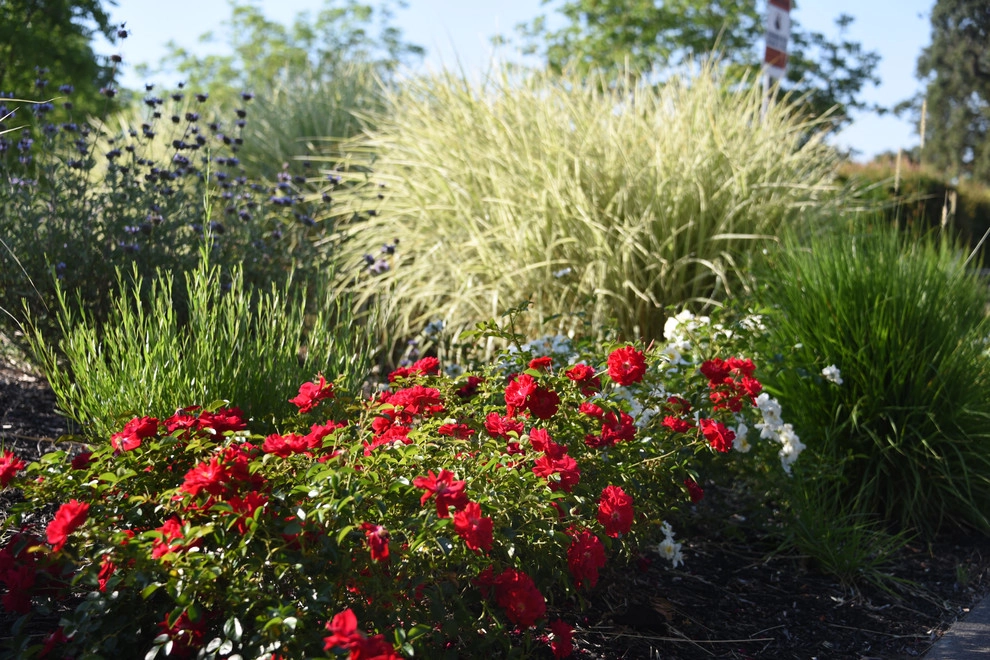 Santa Rosa Front Garden by Rosmarin Landscape Design - Photo 13