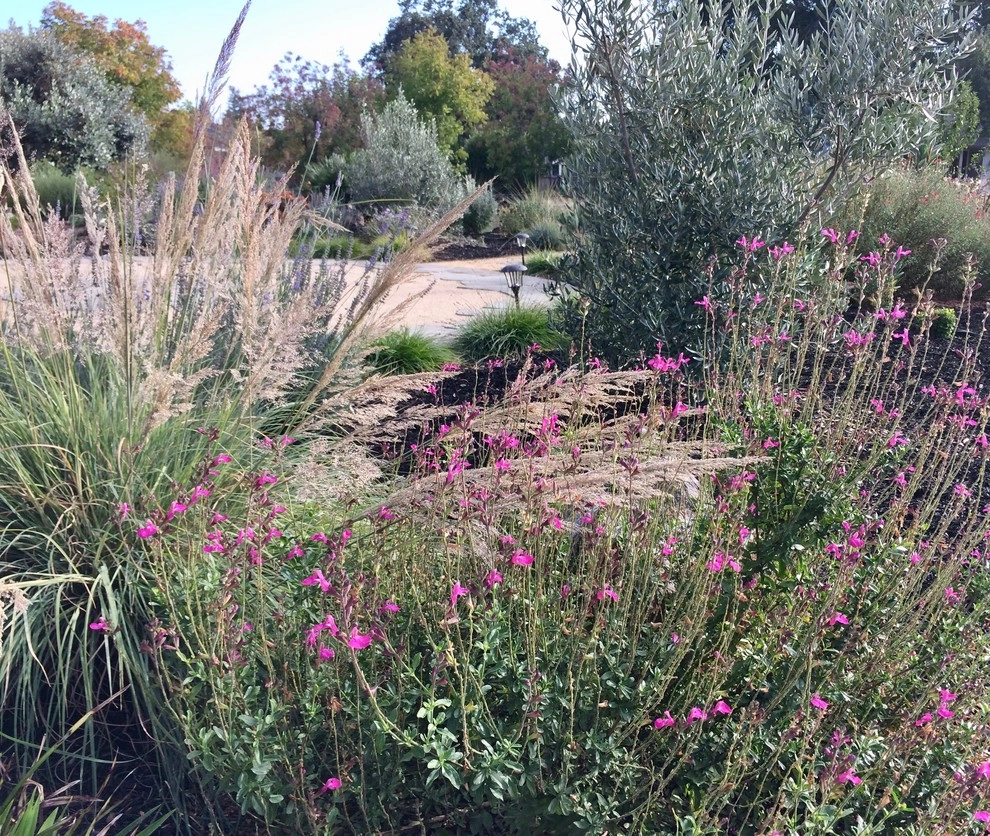 Santa Rosa Front Garden by Rosmarin Landscape Design - Photo 12