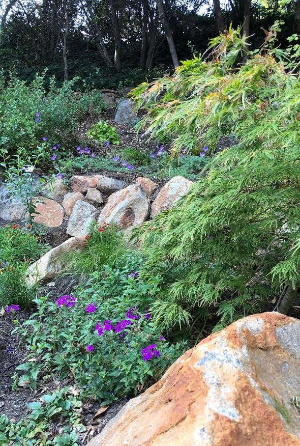 Waterfall Hillside Garden, Sonoma County by Rosmarin Landscape Design - Photo 9