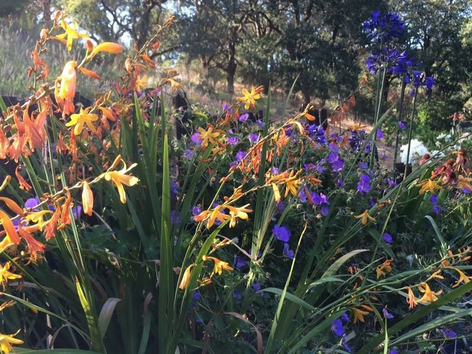 Sonoma County Impressionist Garden by Rosmarin Landscape Design - Photo 43