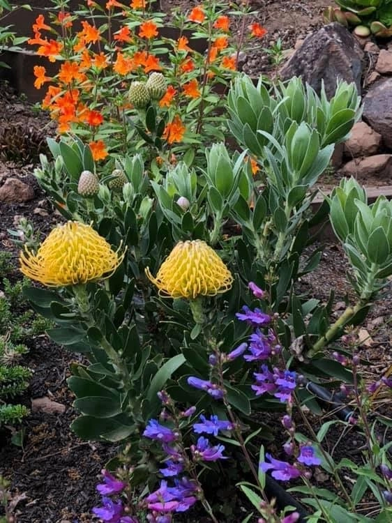Sonoma County Impressionist Garden by Rosmarin Landscape Design - Photo 31