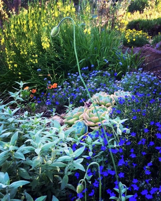 Sonoma County Impressionist Garden by Rosmarin Landscape Design - Photo 24