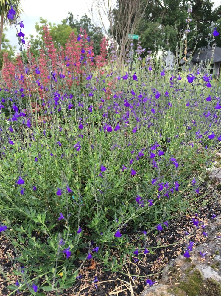 Santa Rosa Front Garden by Rosmarin Landscape Design - Photo 11