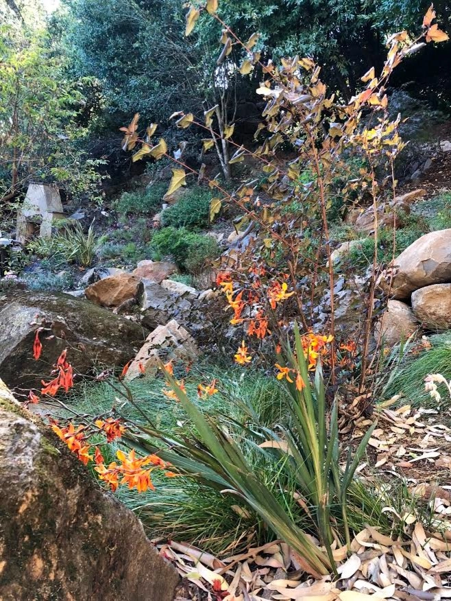 Waterfall Hillside Garden, Sonoma County by Rosmarin Landscape Design - Photo 7