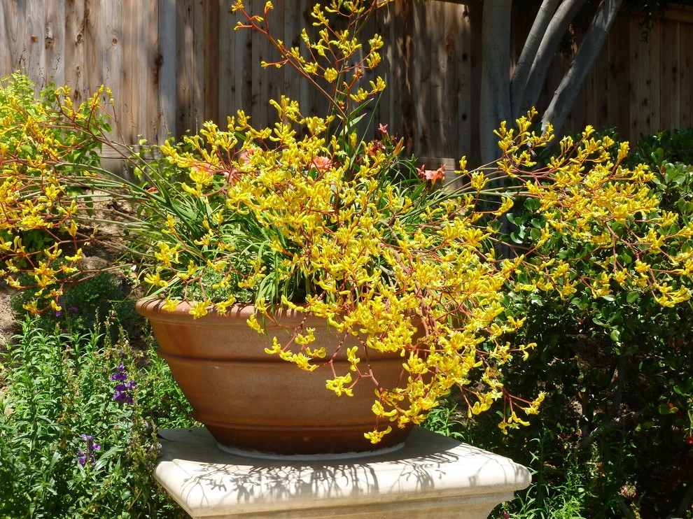 Natural Drought Tolerant Garden by Rue Group, Inc. / Kathryn Rue, Landscape Architect - Photo 7