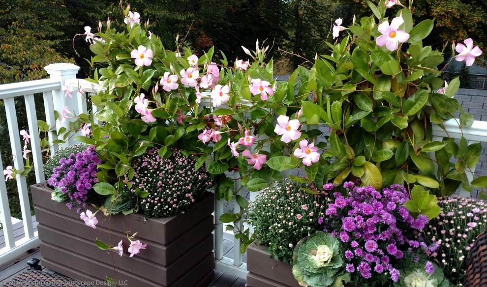 Planter & Container Garden Design - Fairfield County, CT by Austin Ganim Landscape Design, LLC - Photo 31