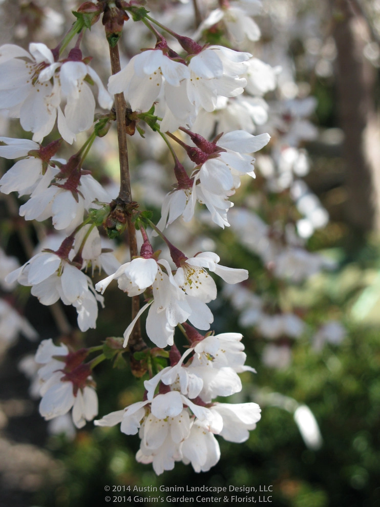 Austin Ganim Landscape Design, LLC - Photo 12