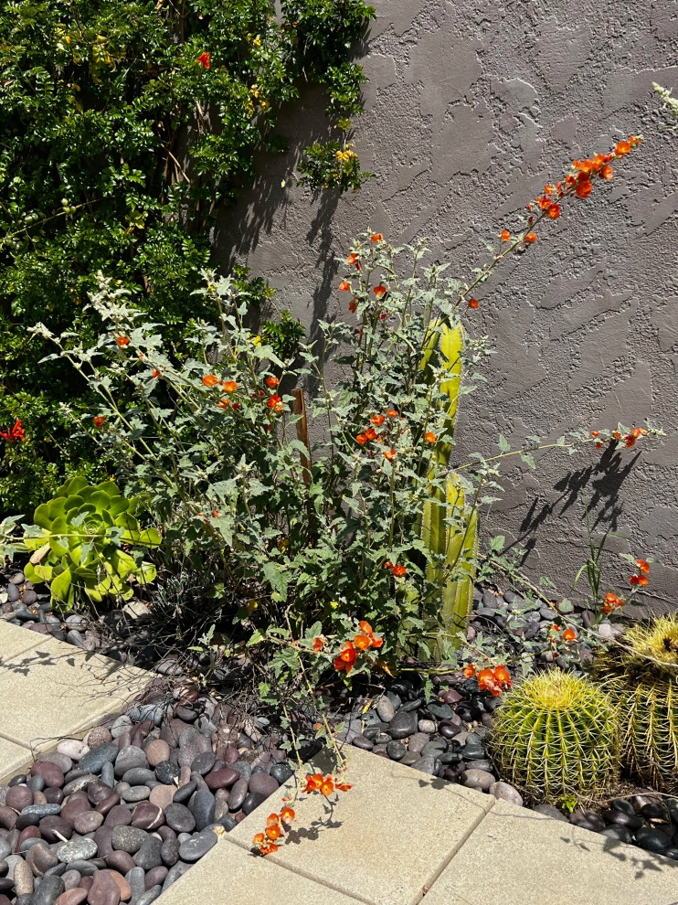 Mexican style in Pasadena by Sacred Space Garden Design Inc - Photo 3
