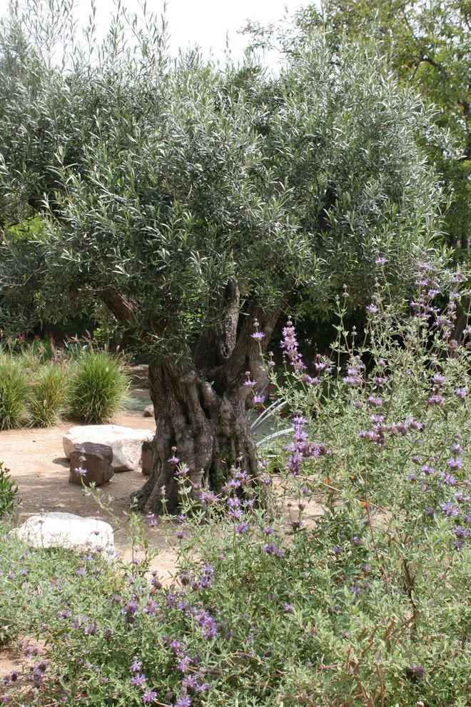 La Canada Spanish Revival by Sacred Space Garden Design Inc - Photo 7