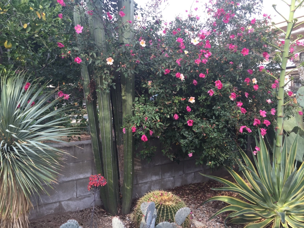 Arcadia Dry Garden by Sacred Space Garden Design Inc - Photo 9