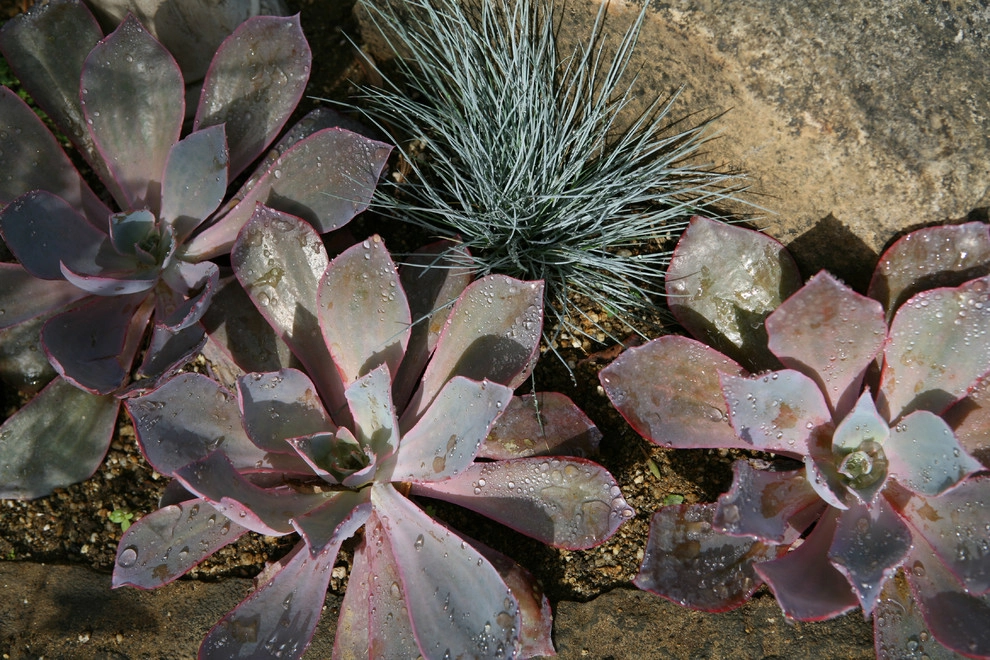Napa Valley in Pasadena by Sacred Space Garden Design Inc - Photo 4