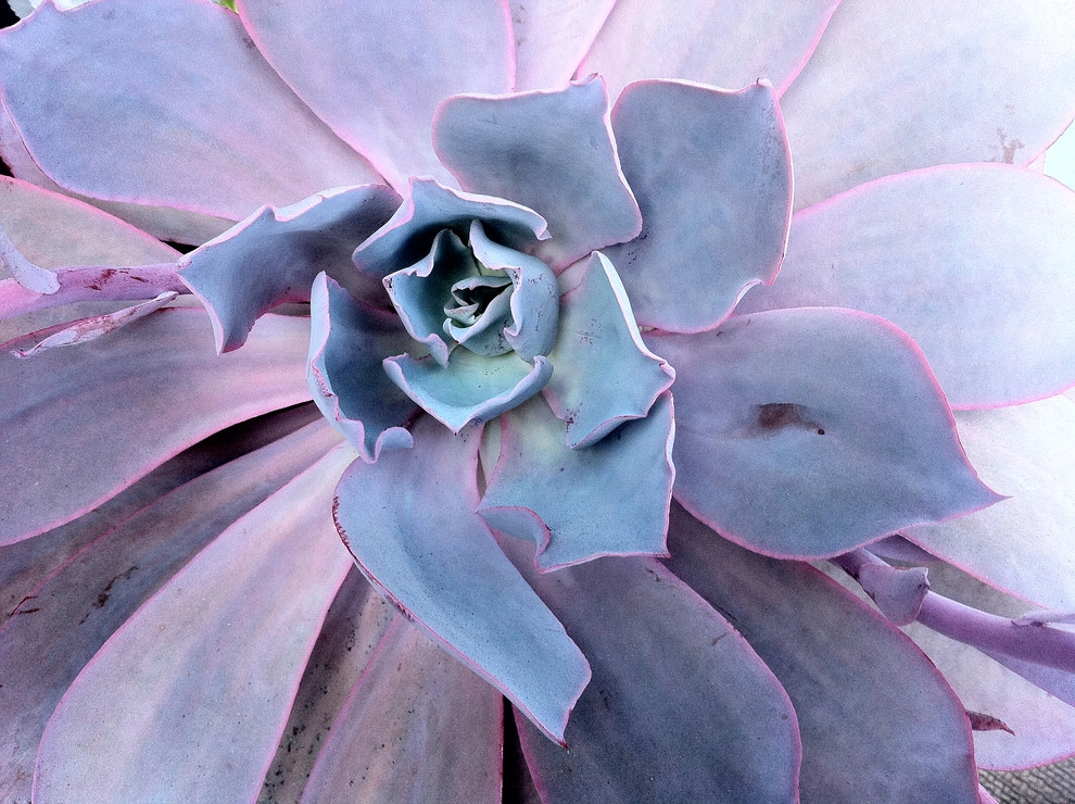 Marina Del Rey Jewelbox by Sacred Space Garden Design Inc - Photo 11