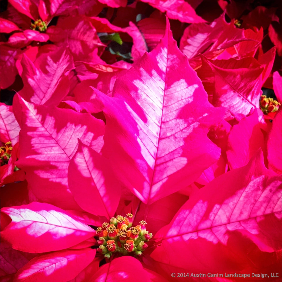 Interior Holiday Decor by Austin Ganim Landscape Design, LLC - Photo 7