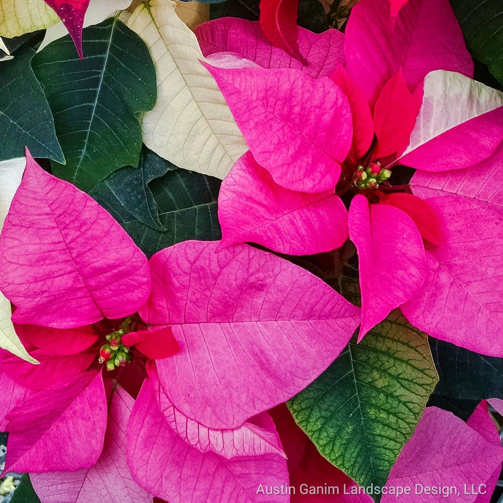 Interior Holiday Decor by Austin Ganim Landscape Design, LLC - Photo 4