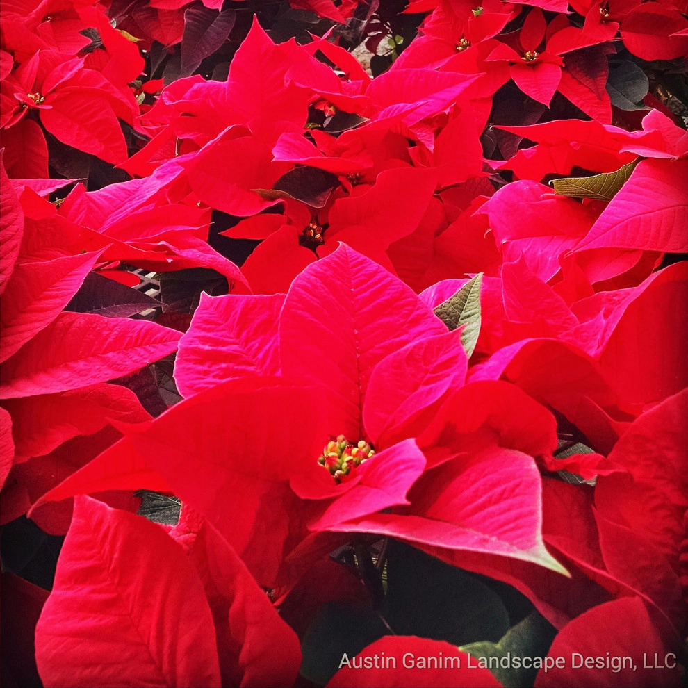 Interior Holiday Decor by Austin Ganim Landscape Design, LLC - Photo 3