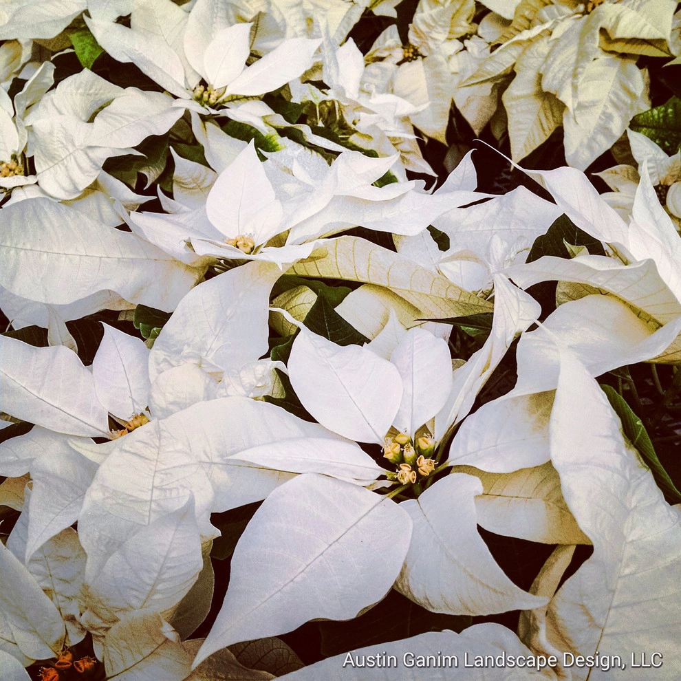 Interior Holiday Decor by Austin Ganim Landscape Design, LLC - Photo 6