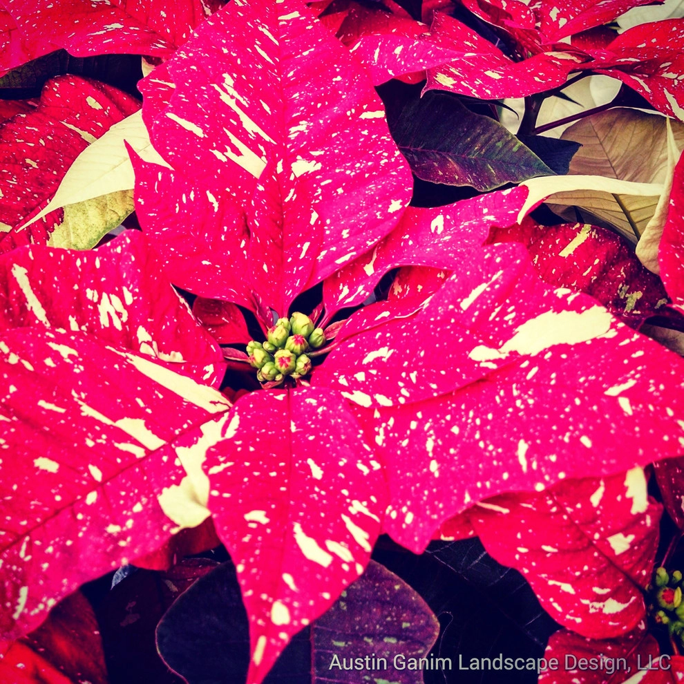 Interior Holiday Decor by Austin Ganim Landscape Design, LLC - Photo 5