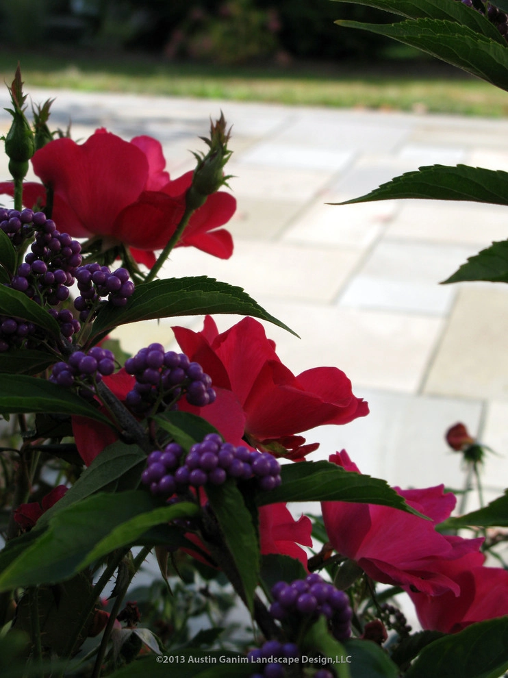 Reinventing the Classic Cape - Fairfield, CT by Austin Ganim Landscape Design, LLC - Photo 5