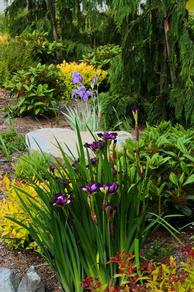 Issaquah Highlands - Rootwad by Sam Millar - Photo 14