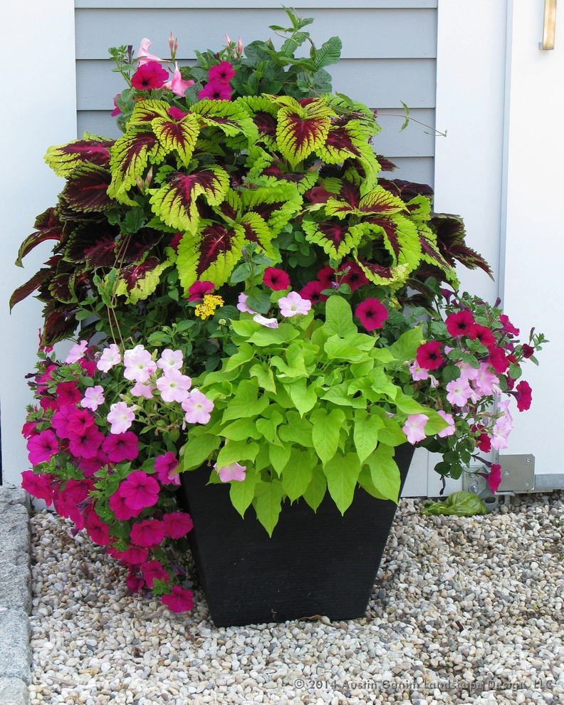 Planter & Container Garden Design - Fairfield County, CT by Austin Ganim Landscape Design, LLC - Photo 20