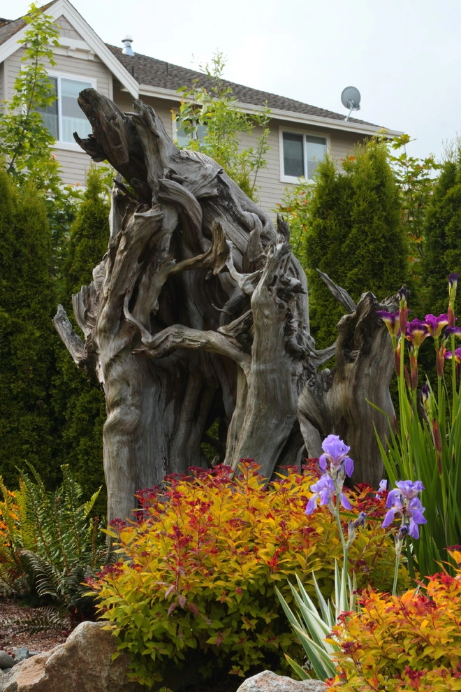 Issaquah Highlands - Rootwad by Sam Millar - Photo 34